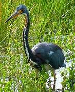 Aigrette tricolore