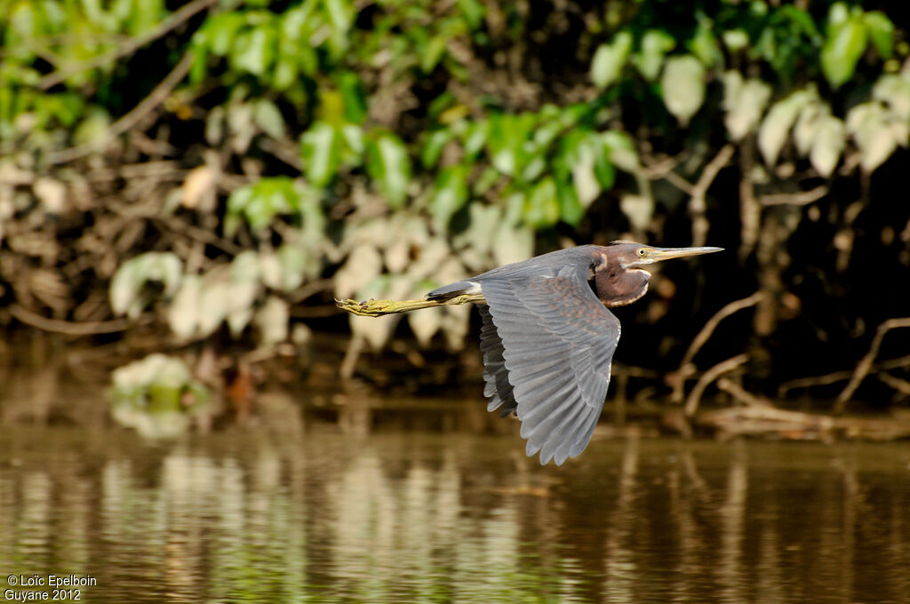 Tricolored Heron