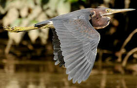 Tricolored Heron