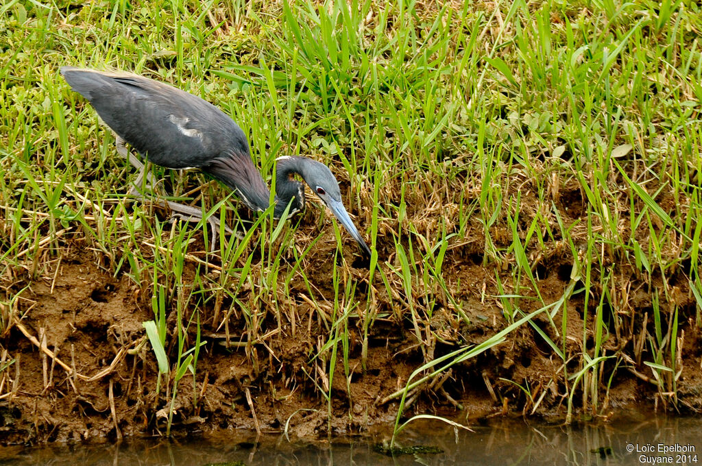 Aigrette tricolore