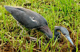 Tricolored Heron