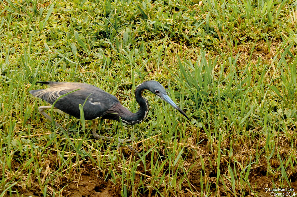 Tricolored Heron