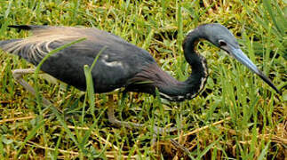 Tricolored Heron