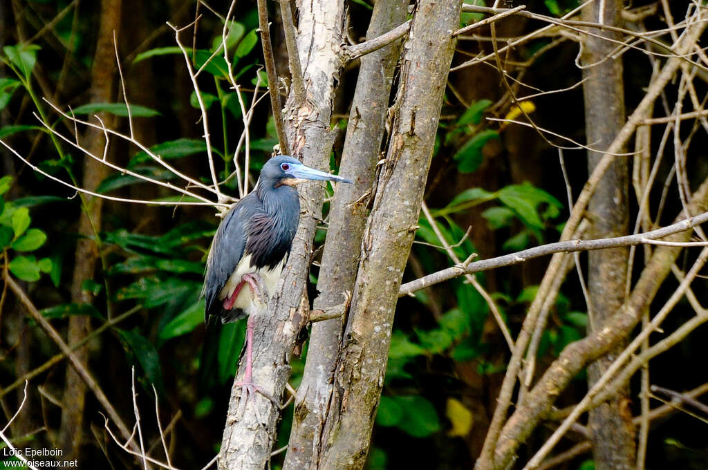 Aigrette tricoloreadulte, habitat, pigmentation