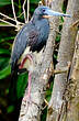 Aigrette tricolore