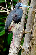 Tricolored Heron