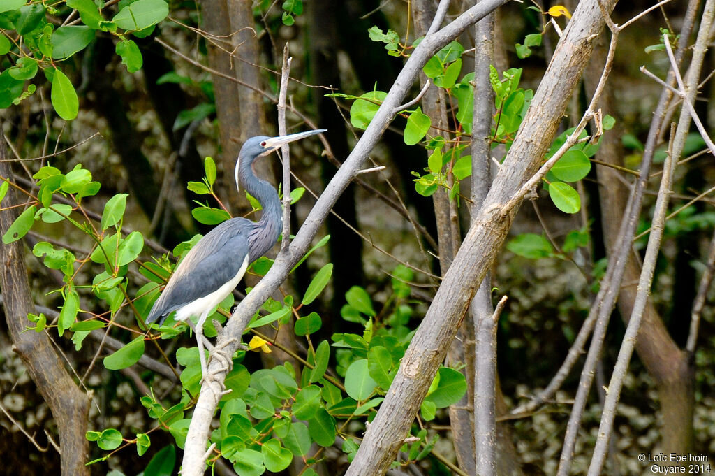 Tricolored Heron