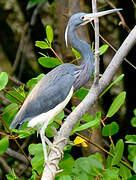 Aigrette tricolore