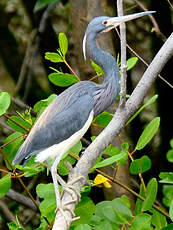 Aigrette tricolore