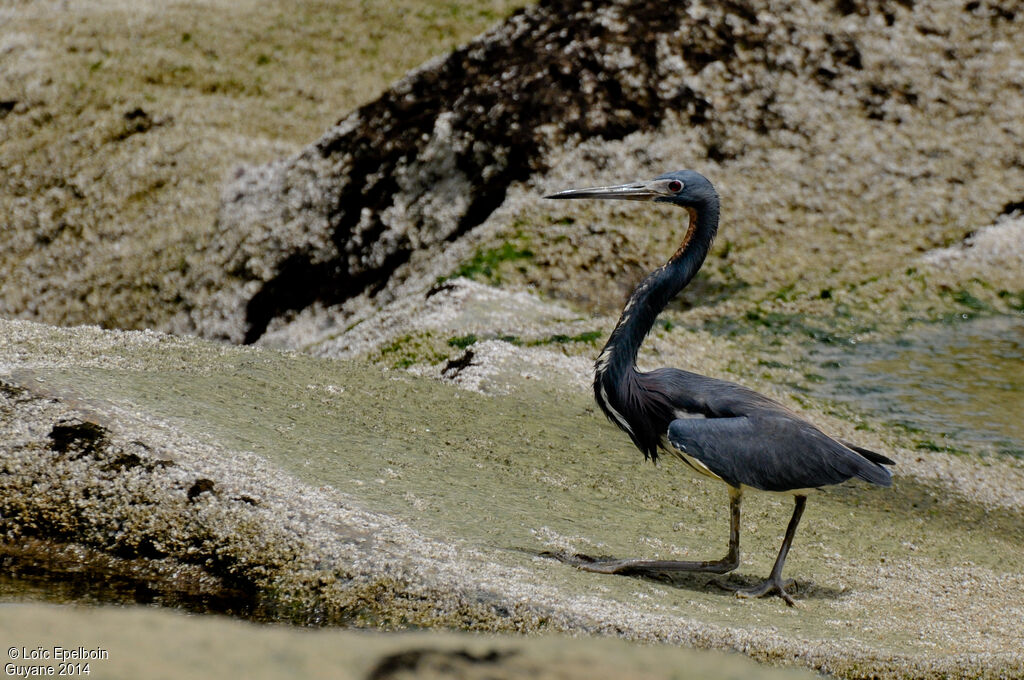 Tricolored Heron