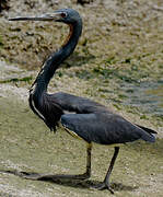 Tricolored Heron