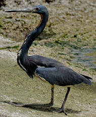 Aigrette tricolore