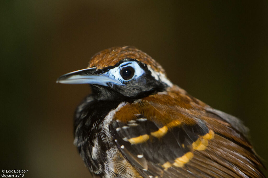 Ferruginous-backed Antbird