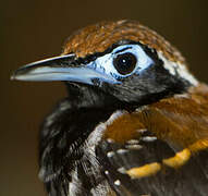 Ferruginous-backed Antbird