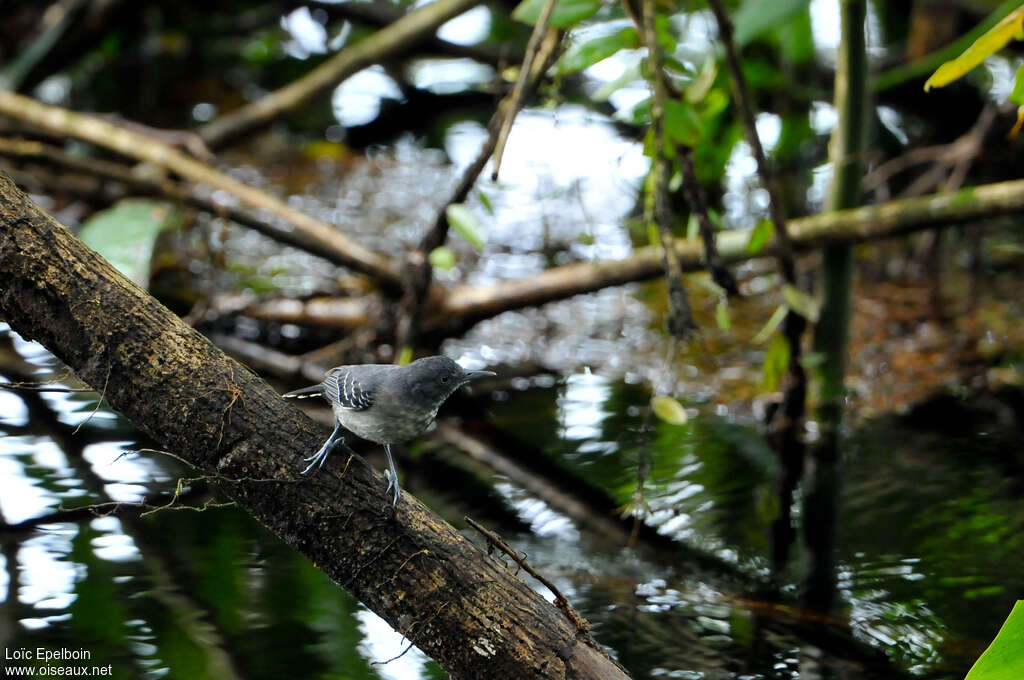 Black-chinned Antbirdadult, identification