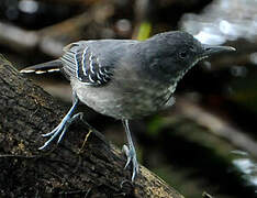 Black-chinned Antbird