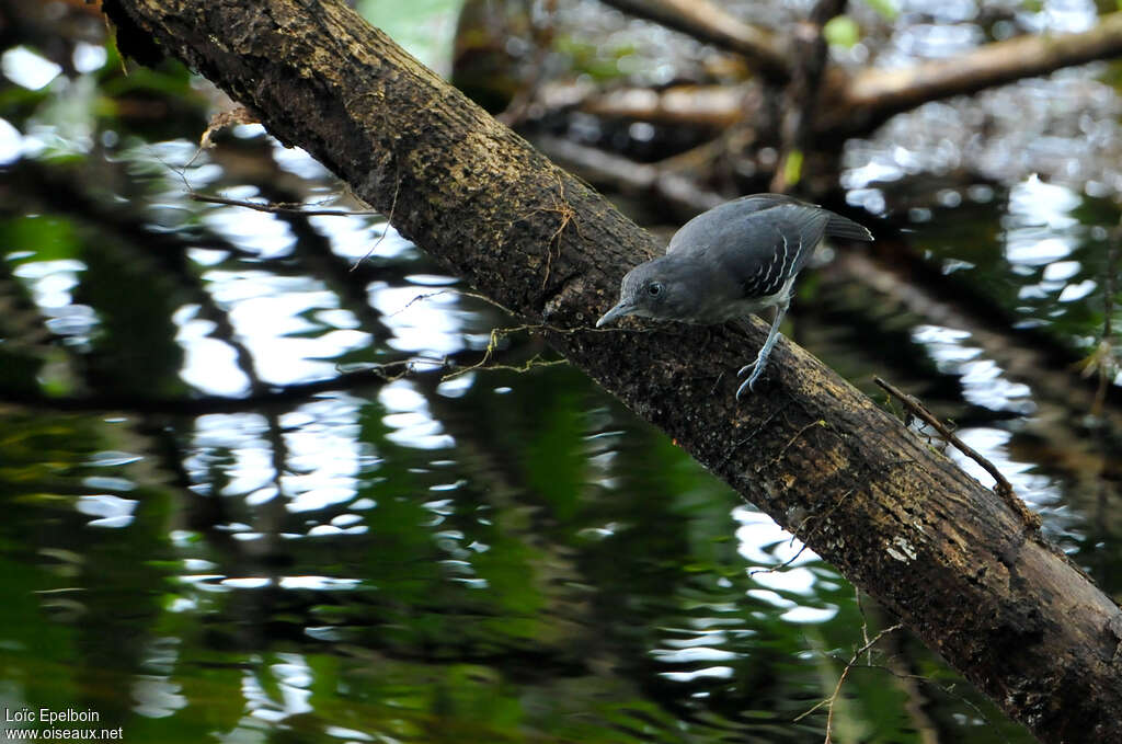 Black-chinned Antbirdadult