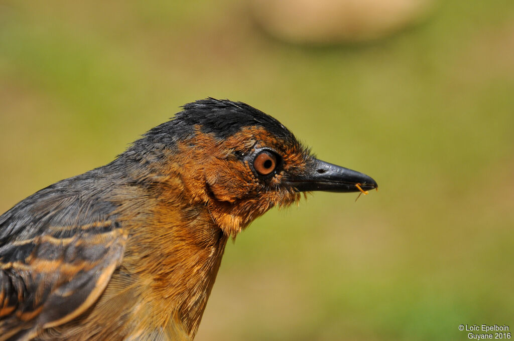 Black-headed Antbird