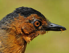 Black-headed Antbird