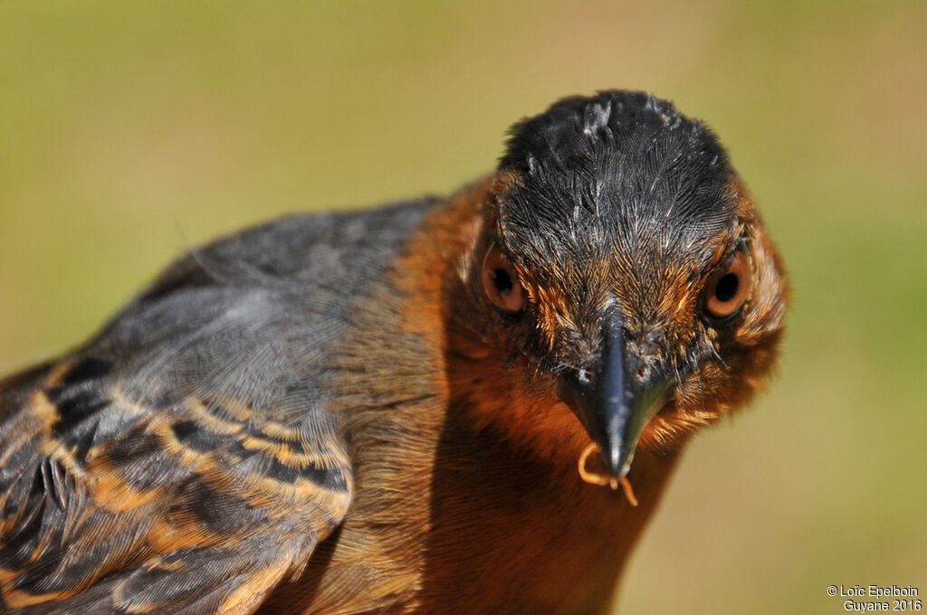 Black-headed Antbird