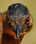 Black-headed Antbird