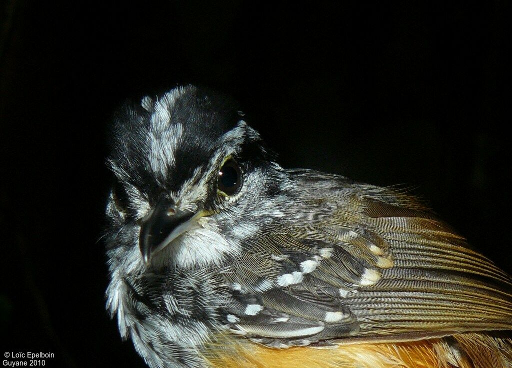 Guianan Warbling Antbird