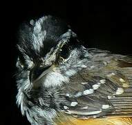 Guianan Warbling Antbird