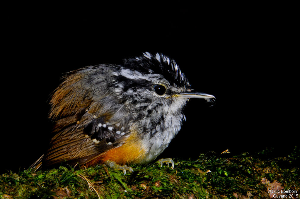 Guianan Warbling Antbird