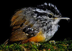 Guianan Warbling Antbird