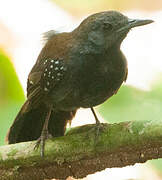 Black-throated Antbird