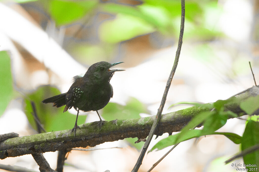 Black-throated Antbird