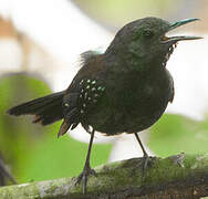 Black-throated Antbird