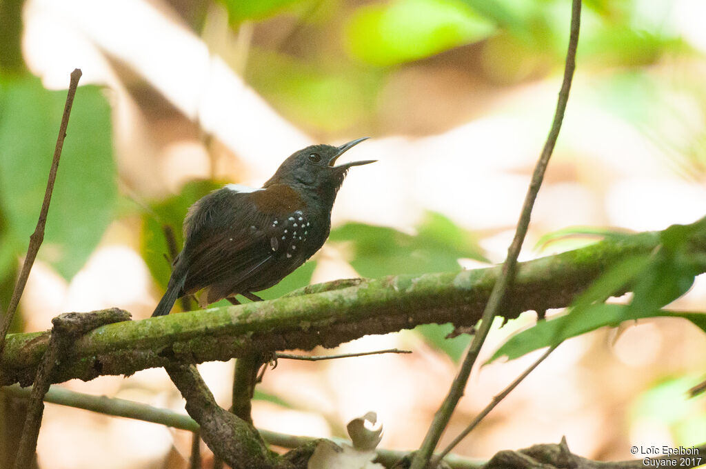 Black-throated Antbird male adult