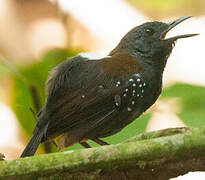 Black-throated Antbird