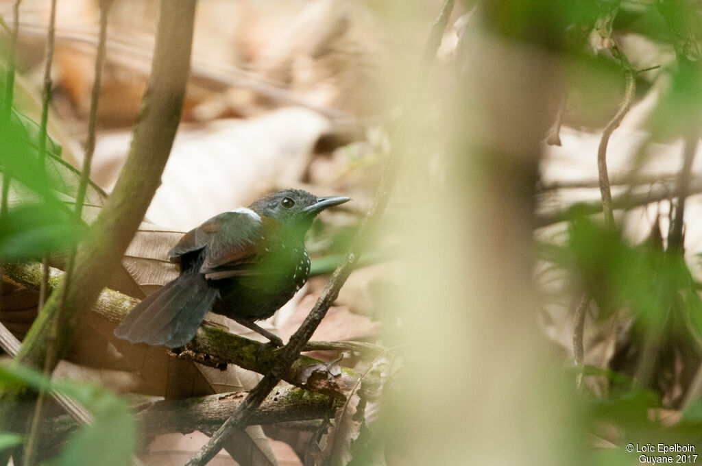 Black-throated Antbird