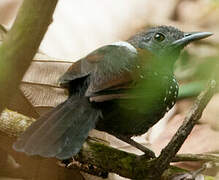 Black-throated Antbird