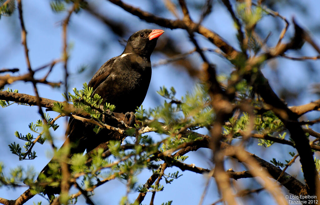 Red-billed Buffalo Weaver