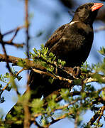 Red-billed Buffalo Weaver