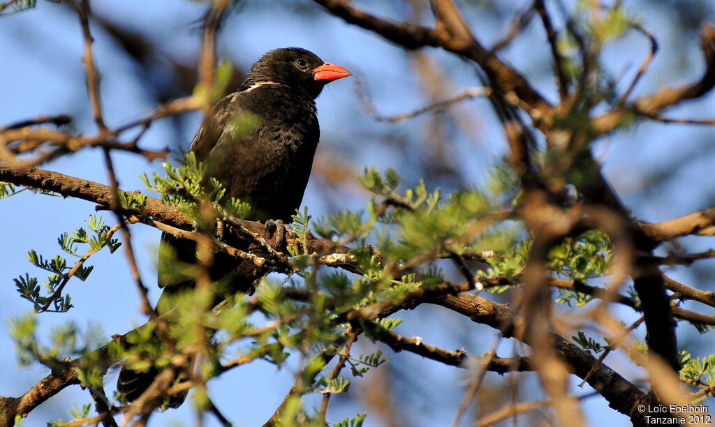 Red-billed Buffalo Weaver