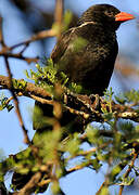 Red-billed Buffalo Weaver