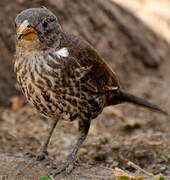 Red-billed Buffalo Weaver