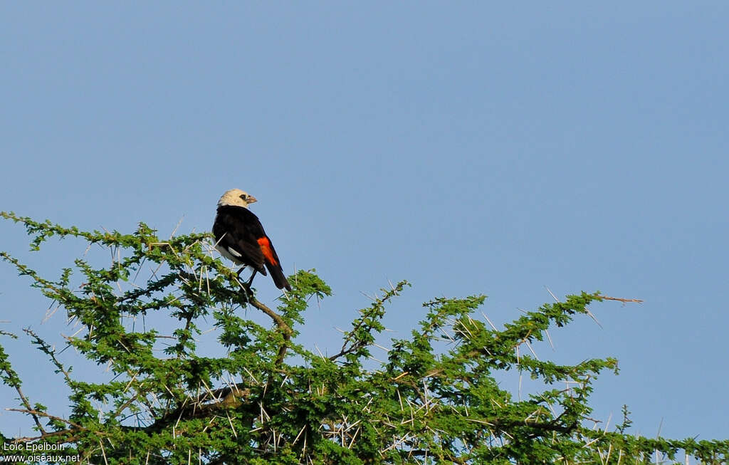 White-headed Buffalo Weaveradult, habitat, pigmentation