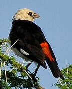 White-headed Buffalo Weaver