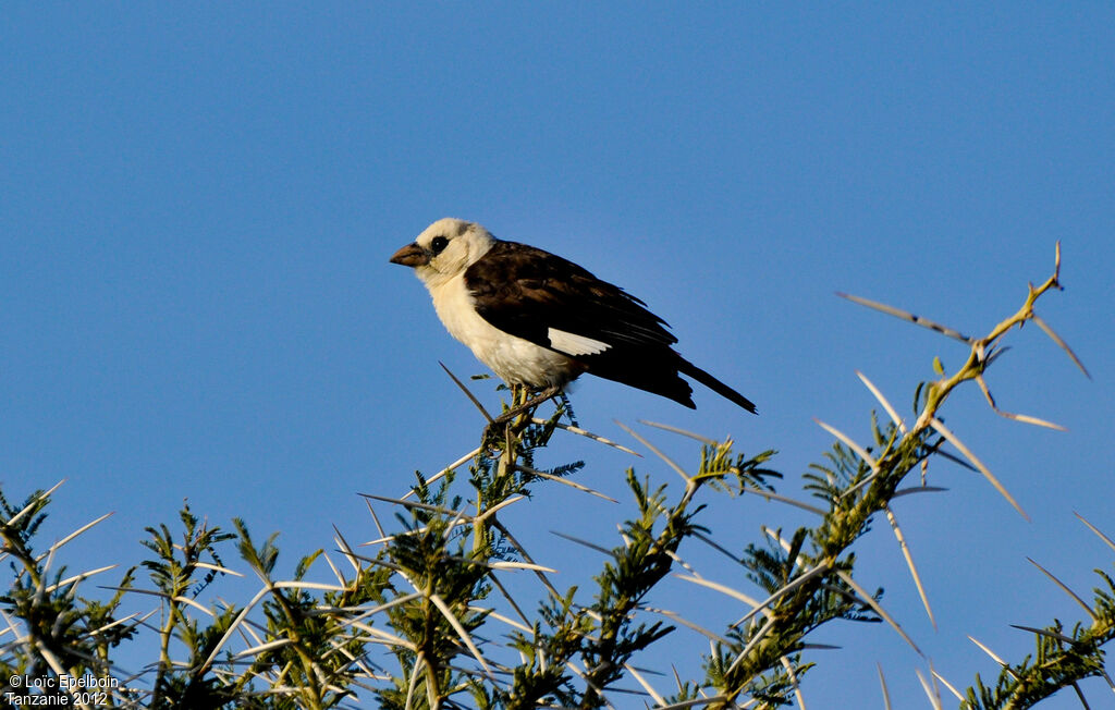 White-headed Buffalo Weaver