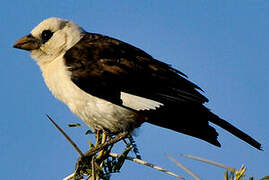 White-headed Buffalo Weaver