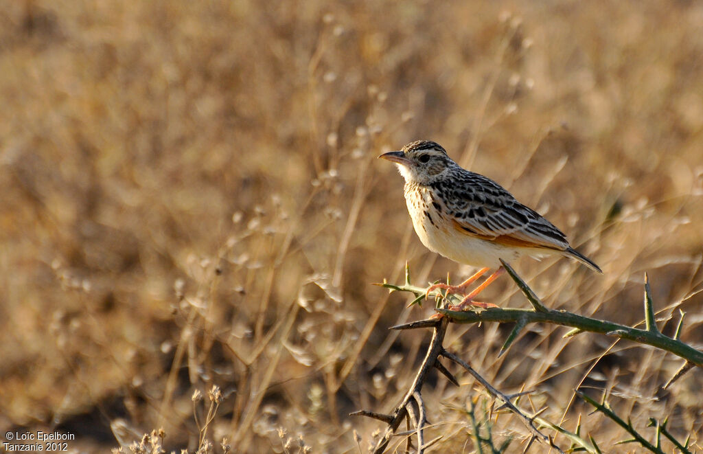 Rufous-naped Lark