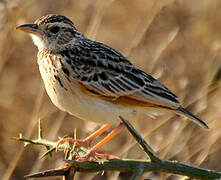 Rufous-naped Lark