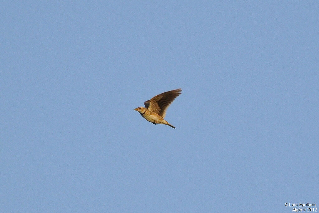 Calandra Lark