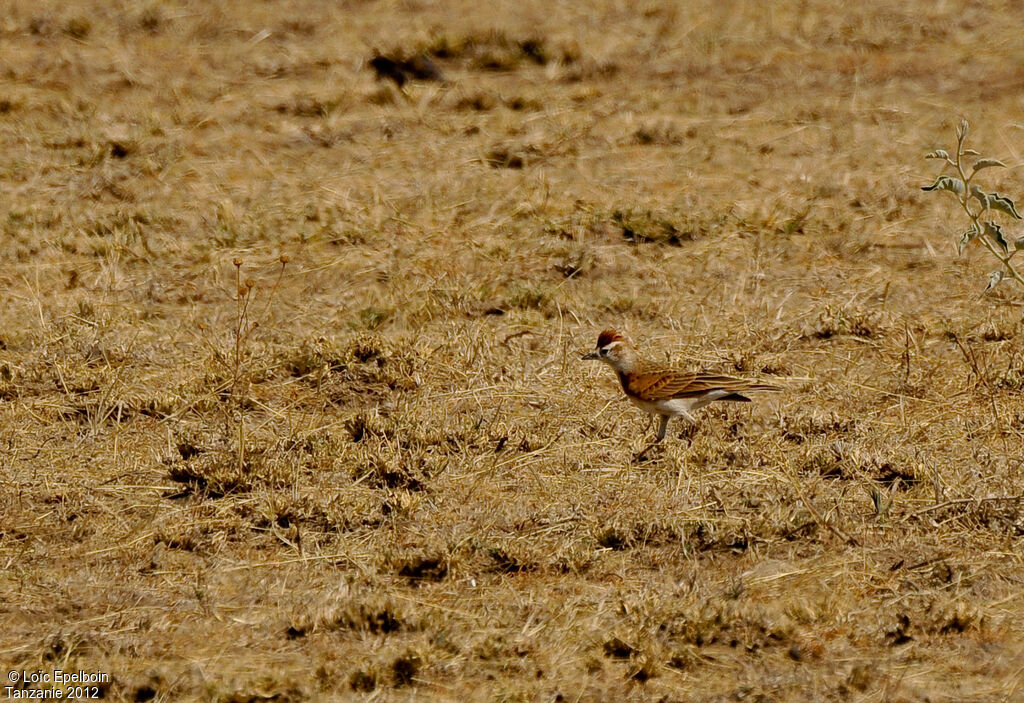 Red-capped Lark