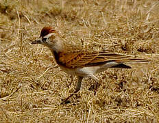 Red-capped Lark